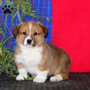 Jimmy, Pembroke Welsh Corgi Puppy