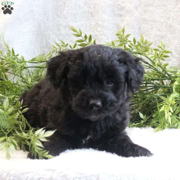 Jingles, Mini Aussiedoodle Puppy