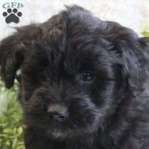 Jingles, Mini Aussiedoodle Puppy