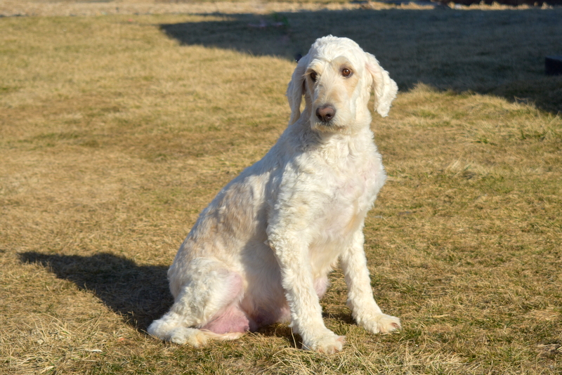 Penelope - Mini Goldendoodle Puppy For Sale in Pennsylvania