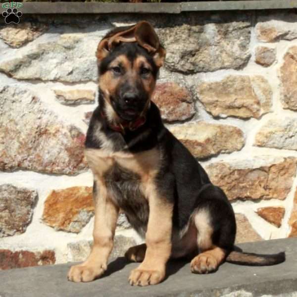 Joe, German Shepherd Puppy