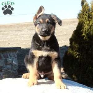 Joe, German Shepherd Puppy