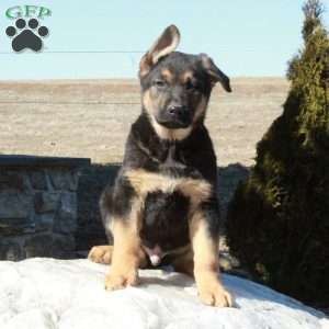 Joe, German Shepherd Puppy