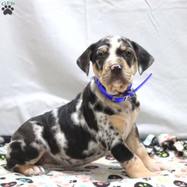 Joey, Catahoula Bulldog Puppy