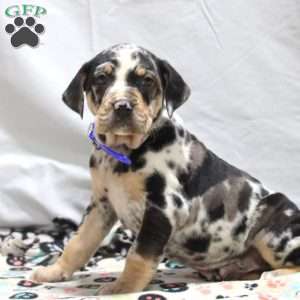 Joey, Catahoula Bulldog Puppy