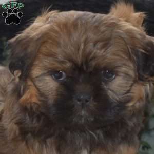 Joey, Shih Tzu Puppy