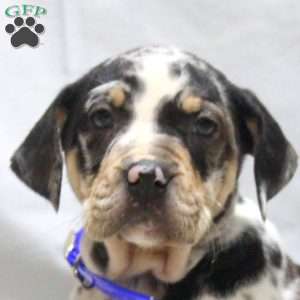 Joey, Catahoula Bulldog Puppy