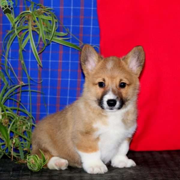 Joey, Pembroke Welsh Corgi Puppy