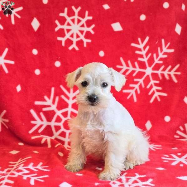 Jolene, Miniature Schnauzer Puppy