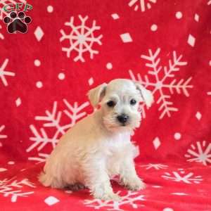 Jolene, Miniature Schnauzer Puppy