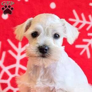 Jolene, Miniature Schnauzer Puppy