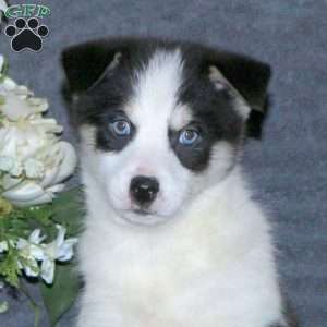 Jordan, Pomsky Puppy