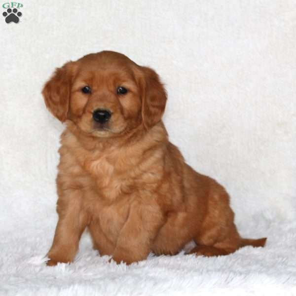 Jordan, Golden Retriever Puppy