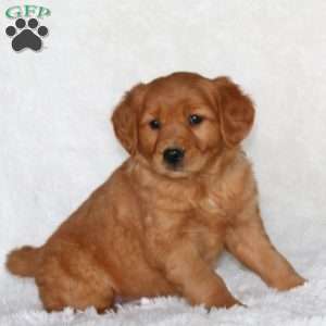 Jordan, Golden Retriever Puppy