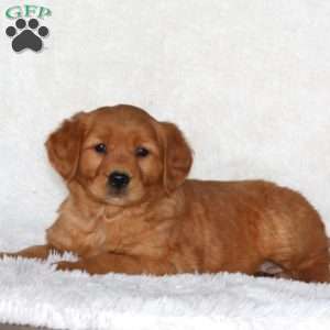 Jordan, Golden Retriever Puppy