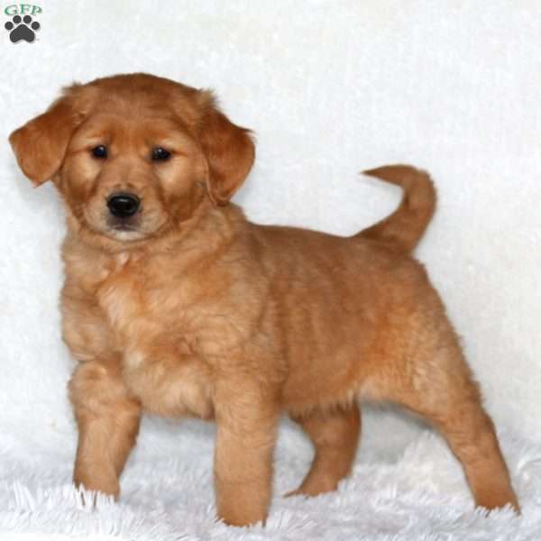 Josh, Golden Retriever Puppy