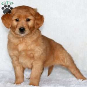 Josh, Golden Retriever Puppy