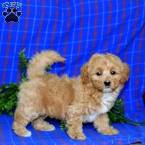 Josh, Maltipoo Puppy