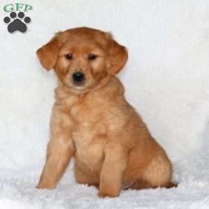 Josh, Golden Retriever Puppy