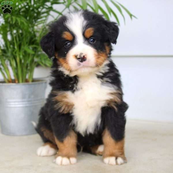 Josiah, Bernese Mountain Dog Puppy