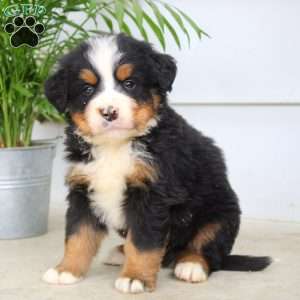 Josiah, Bernese Mountain Dog Puppy