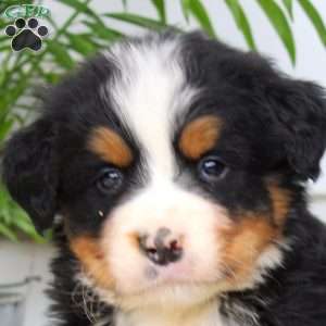 Josiah, Bernese Mountain Dog Puppy