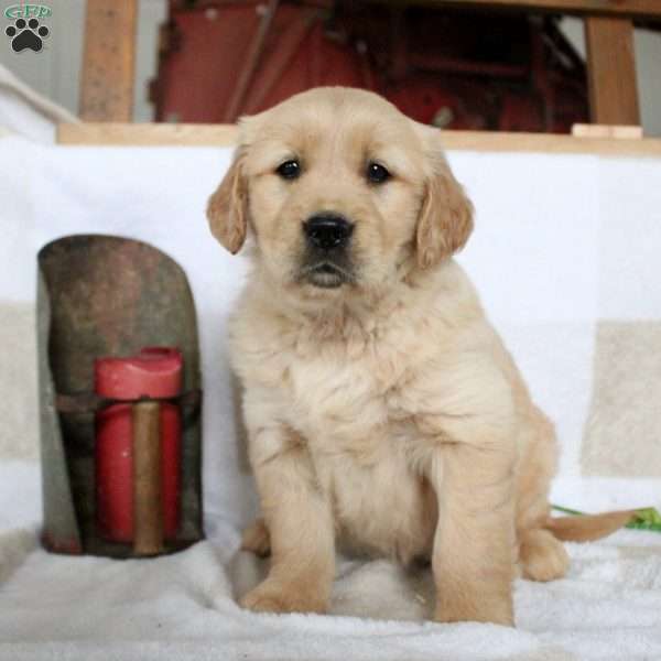 Josie, Golden Retriever Puppy