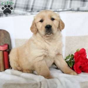 Josie, Golden Retriever Puppy