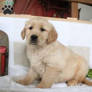 Josie, Golden Retriever Puppy