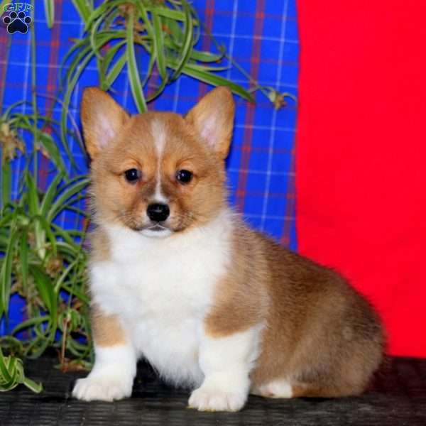 Joyce, Pembroke Welsh Corgi Puppy