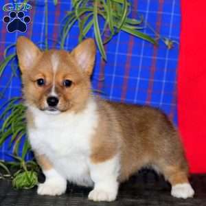 Joyce, Pembroke Welsh Corgi Puppy