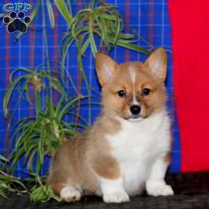 Joyce, Pembroke Welsh Corgi Puppy