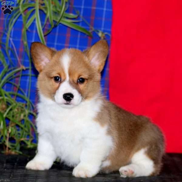 Julia, Pembroke Welsh Corgi Puppy