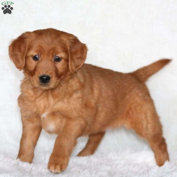 Julia, Golden Retriever Puppy