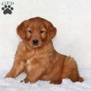 Julia, Golden Retriever Puppy