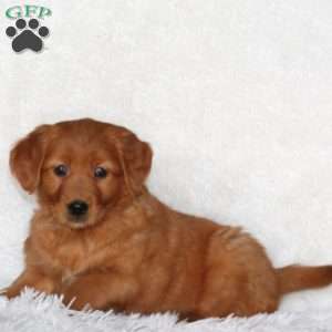 Julia, Golden Retriever Puppy