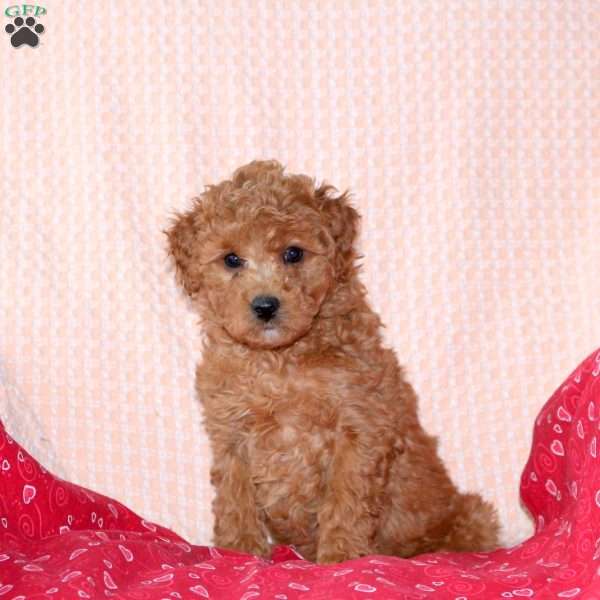 Juliet, Mini Labradoodle Puppy