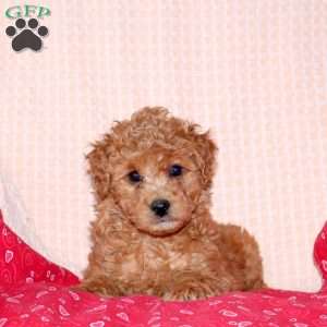 Juliet, Mini Labradoodle Puppy