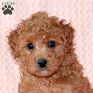 Juliet, Mini Labradoodle Puppy