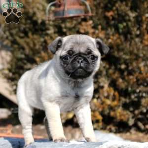 June, Pug Puppy