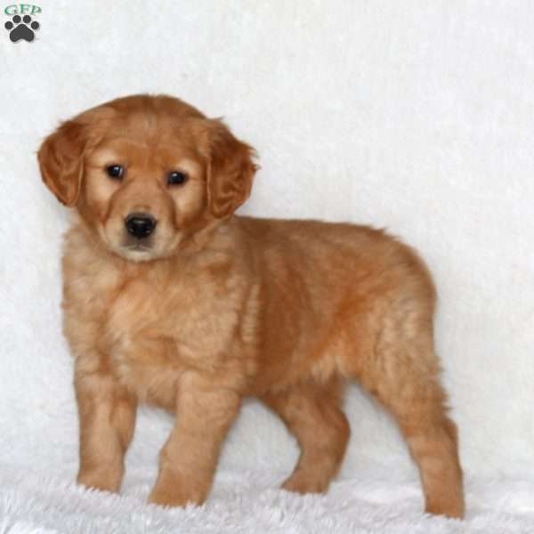 Justice, Golden Retriever Puppy