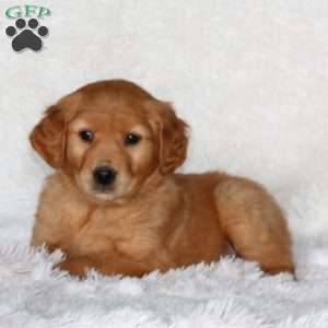 Justice, Golden Retriever Puppy