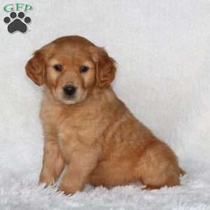 Justice, Golden Retriever Puppy