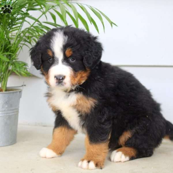 Justin, Bernese Mountain Dog Puppy