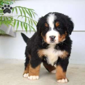 Justin, Bernese Mountain Dog Puppy