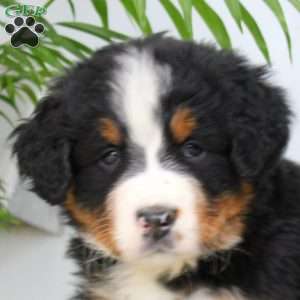 Justin, Bernese Mountain Dog Puppy