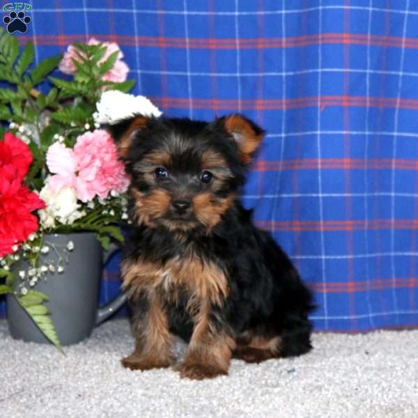 Justin, Yorkie Puppy