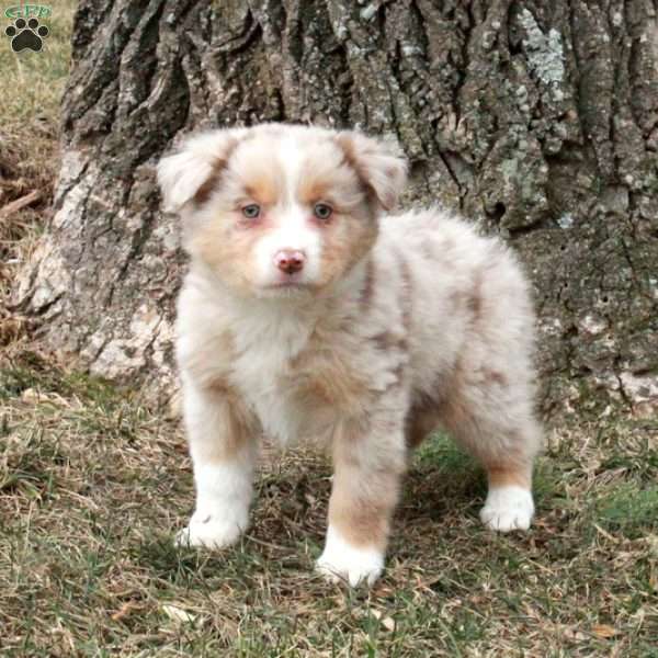 Kade, Australian Shepherd Puppy