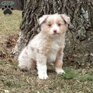 Kade, Australian Shepherd Puppy