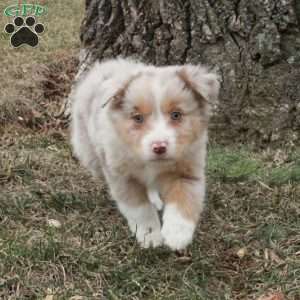 Kade, Australian Shepherd Puppy